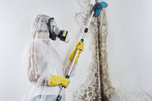 Best Post-Flood Mold Remediation in Galeville, NY