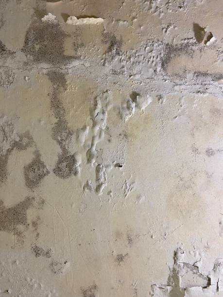 Professional Mold Remediation in Galeville, NY